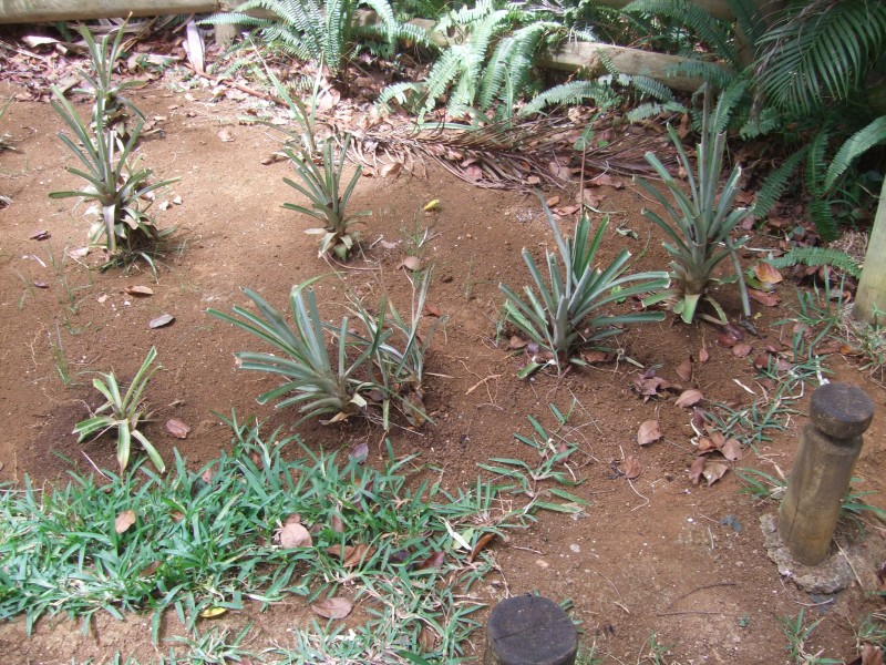 Mauritius 2010 - 0317 